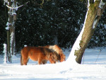 Pony's